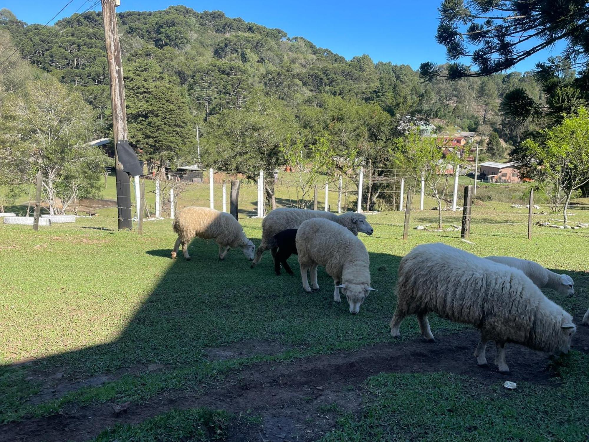 Villa Leão De Judá Canela Esterno foto