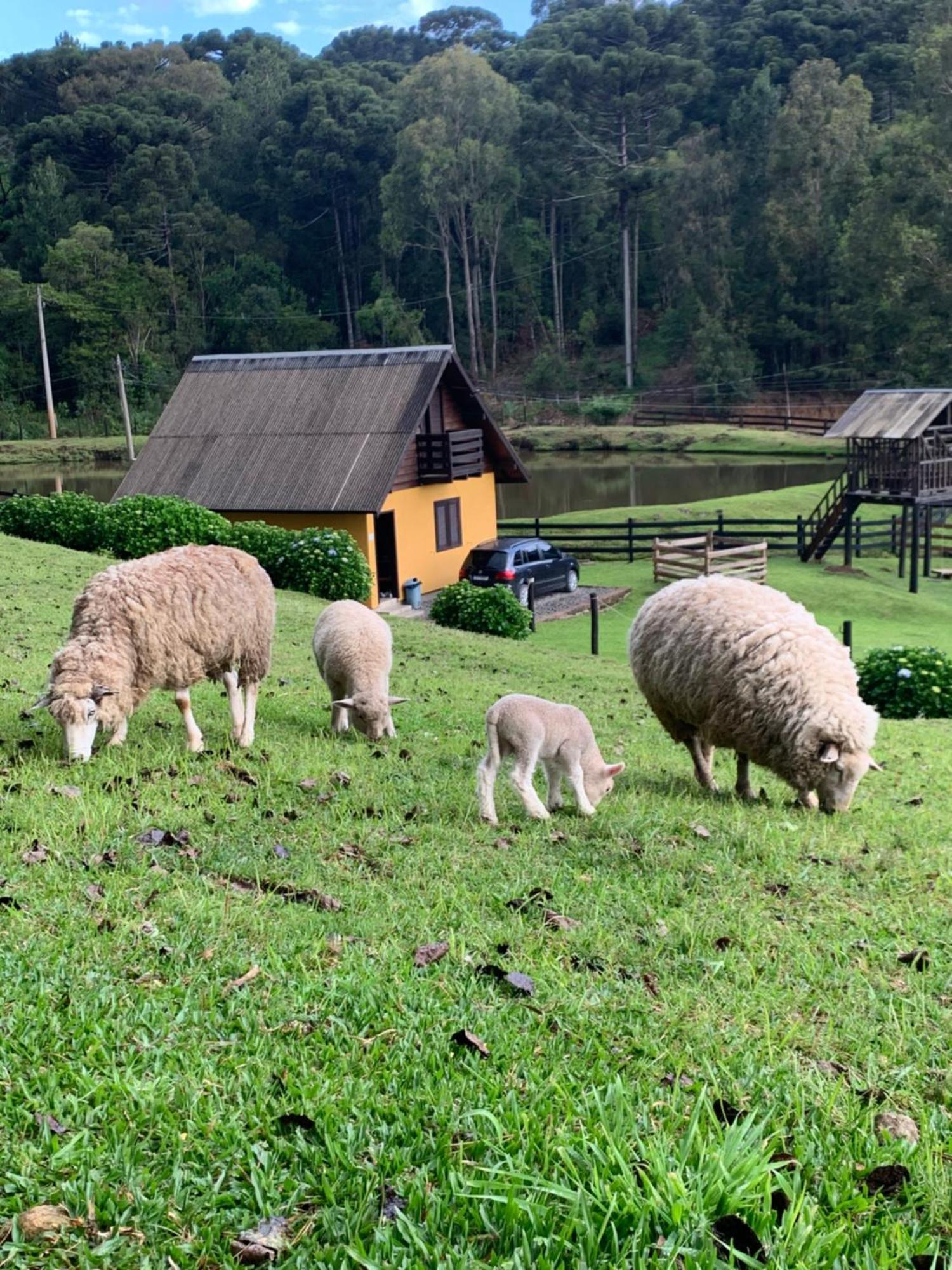 Villa Leão De Judá Canela Esterno foto